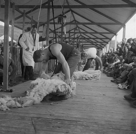 New Sheep Shearing Record A Milestone In Agriculture