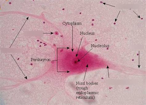 Histology Slides Neuron Diagram Quizlet