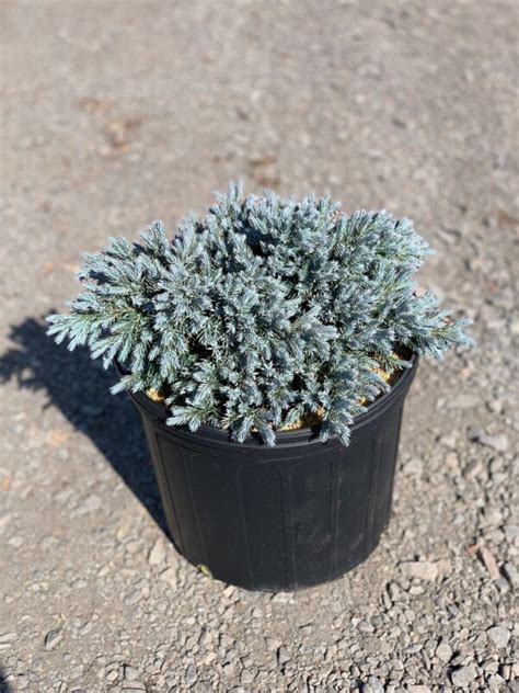 Juniperus S Blue Star Blue Star Juniper Feeney S Wholesale Nursery