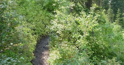 Carr Creek State Park Campground Sassafras Roadtrippers