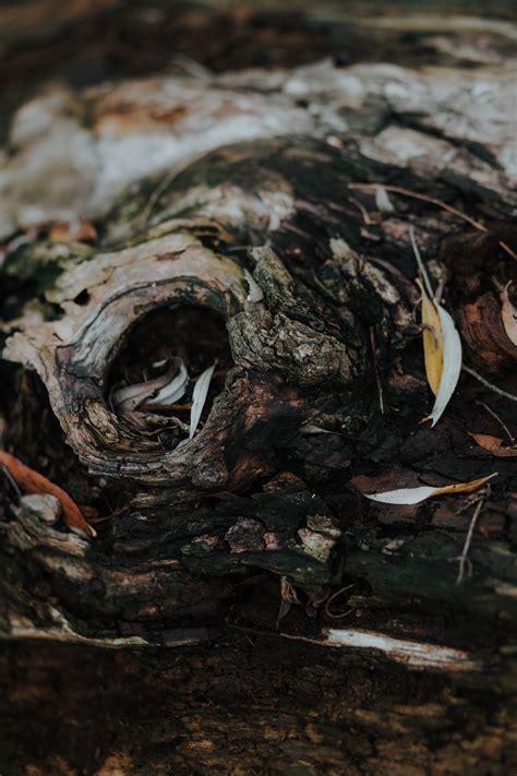 Free picture: cortex, bark, red wood, tree, texture, spruce, timber, rough, material, trunk