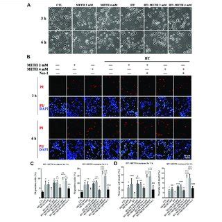 Meth Ht Induced Cell Morphological Changes And Nec Pre Treatment