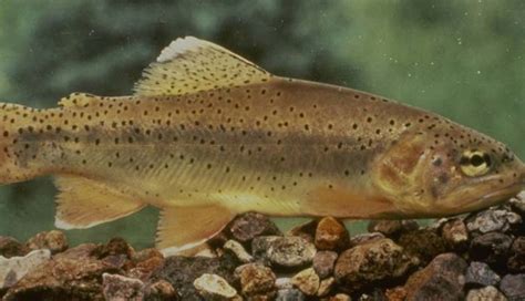 US Fish And Wildlife Seeks To Remove Arizonas State Fish From