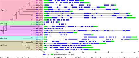 Table From Genome Wide Identification And Characterization Of