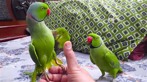 Best Ringneck Talking Parrots Friends Super Cute Moments Youtube