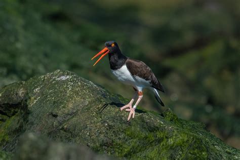 American Oystercatcher Barnegat Lighthouse State Park New Flickr