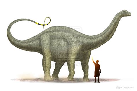 Apatosaurus Pictures & Facts - The Dinosaur Database