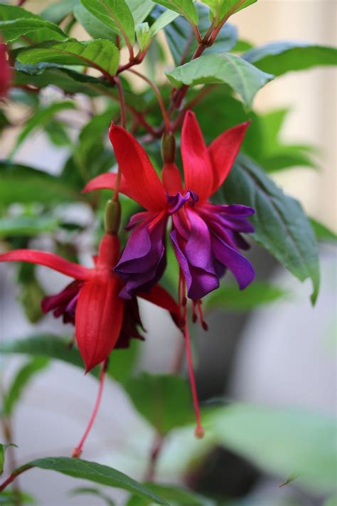 Blomma Fuchsia Blommig Gratis Foto P Pixabay Pixabay