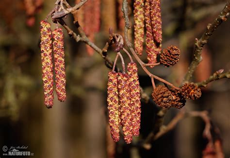 Olše lepkavá | Naturfoto.cz