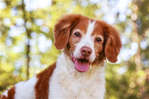 11 Brittany Spaniel Breeders In U.S.: Quality Comes First