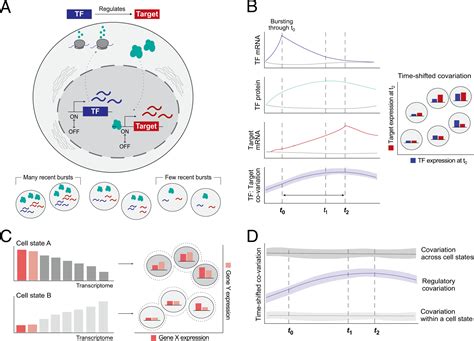 Inferring Gene Regulation From Stochastic Transcriptional Variation