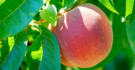 How To Grow Peach Trees In Containers Gardeners Path