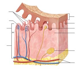 dermis Diagram | Quizlet