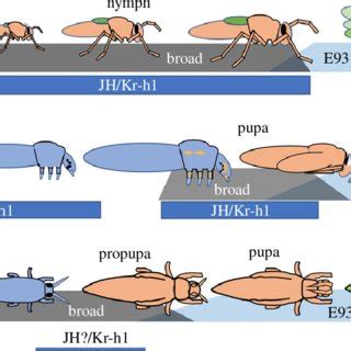 Generalized Diagram Showing The Relationship Of Kr H1 Broad And E93