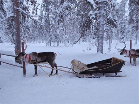 How to book a Reindeer Safari in Lapland - Globetotting