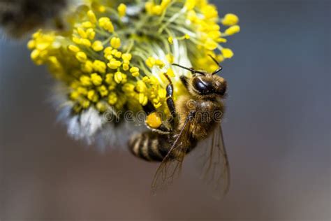 L Apis Mellifera Dell Ape Del Miele Che Impollina Il Fiore Giallo Della