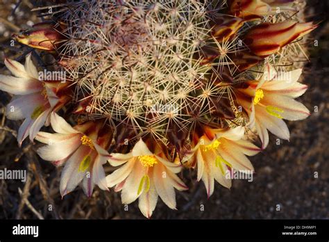 Blooming California Fishhook Cactus Anza Borrego Desert State Park