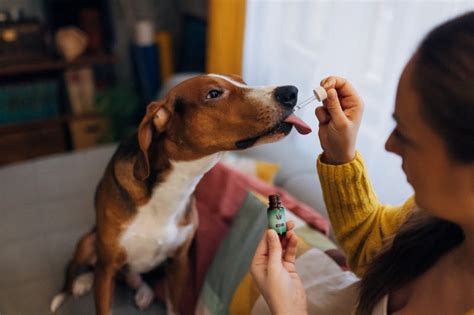 how to choose microbiome-focused supplements for dogs