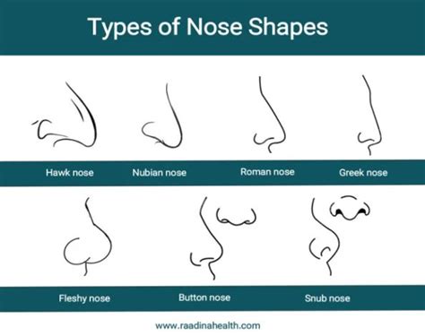 Types Of Noses By Race Raadina Health In 2024 Nose Shapes Greek