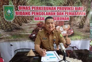 Turun Pekan Ini Harga Tbs Sawit Mitra Swadaya Di Riau Dibanderol Rp