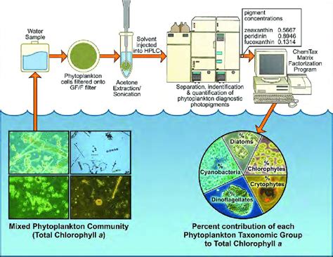 2 Schematic Of HPLC Analysis Approach For Characterizing Phytoplankton