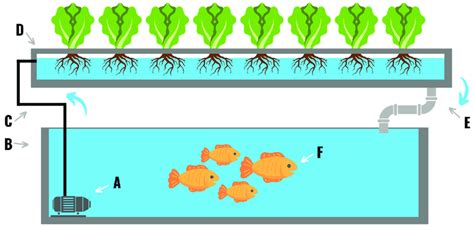 An Aquaponics System Composed Of A Pump A Fish Tank B Watering