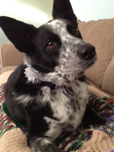 Anna My Blue Heeler Mix Blue Heeler Dogs Cattle Dogs Mix