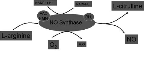 Endogenous Synthesis Of Nitric Oxide Download Scientific Diagram