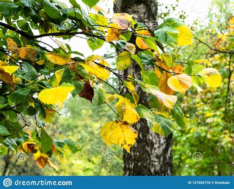 Hojas Verdes Y Amarillas Mojadas Del árbol De Olmo En Lluvia Foto de