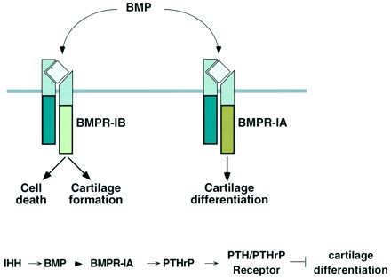 distinct roles  type  bone morphogenetic protein receptors