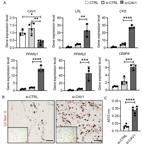 Influence Of Cav Gene Expression Knockdown On Adipogenesis In