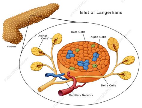 Islets of Langerhans, Illustration - Stock Image - C027/6896 - Science Photo Library