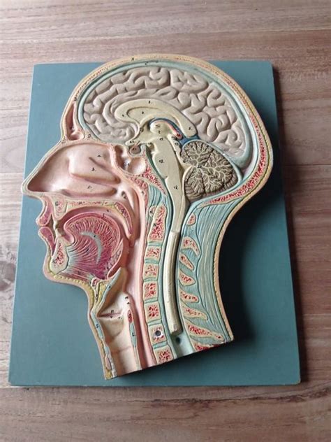 Anatomisch Model Van Het Menselijke Hoofd Hals Gebied Sagittale