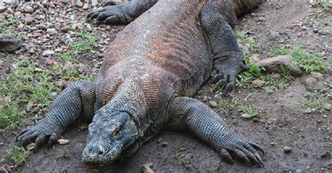 Video Shows Just How Powerful The Venom Of A Komodo Dragon Is - The