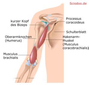 Anatomie Und Muskeln Vom Schulterblatt Scapula Bei Menschen Und