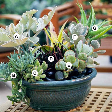 Succulent Container Garden Plans Better Homes And Gardens