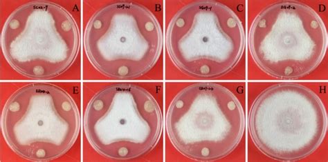 Dual Culture Assay For In Vitro Inhibition Of Mycelial Growth Of