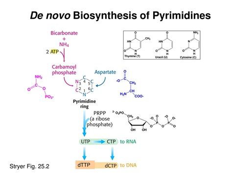 PPT Biosynthesis Of Nucleotides PowerPoint Presentation Free