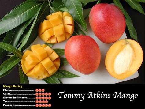 Pine Island Nursery Mango Variety Viewer Tommy Atkins Mango