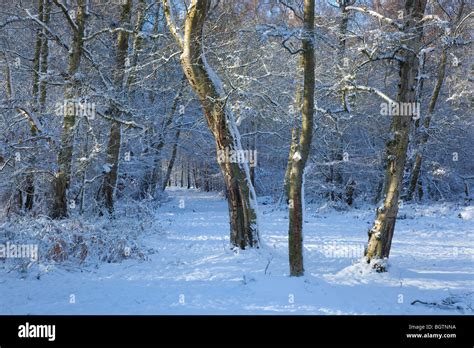 Silver Birches Betula Pendula In Winter Woodland Stock Photo Alamy
