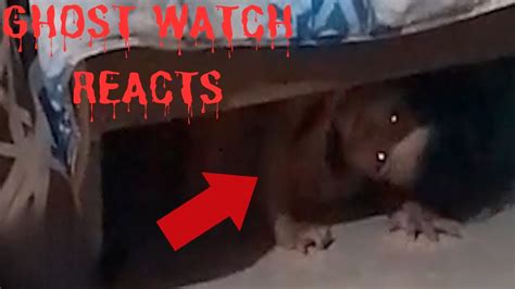 Ghosts Caught On Camera Reacting To Haunting Paranormal Videos The