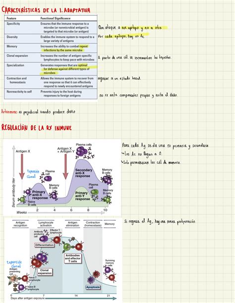 Solution Regulaci N De La Respuesta Inmune Studypool