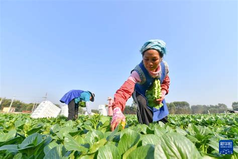 广西鹿寨：做强“菜篮子基地”中国网