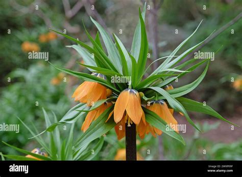 Orange Fritillaria Imperialis Crown Imperial Imperial Fritillary Or