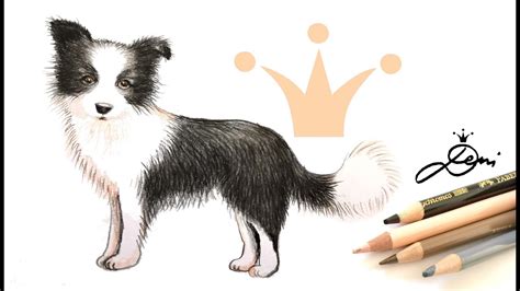 Border Collie Zeichnen Einfach Hund Collie 2 Zeichnen Lernen Schritt