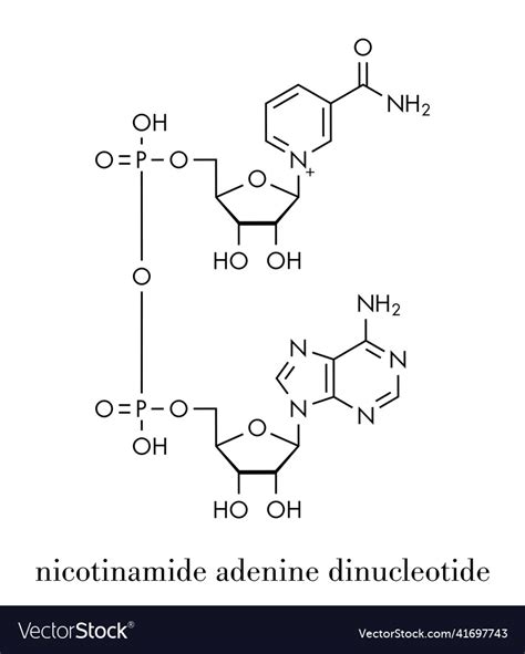 Nicotinamide Adenine Dinucleotide Nad Coenzyme Vector Image