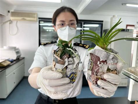 携带邮寄花花草草也是不对的！海关查获多批濒危植物制品进口部门