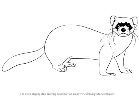 Learn How to Draw a Black-Footed Ferret (Wild Animals) Step by Step ...