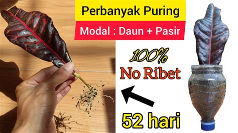 Cara Stek Daun Puring Pakai Pasir Malang Cara Cepat Perbanyak Tanaman