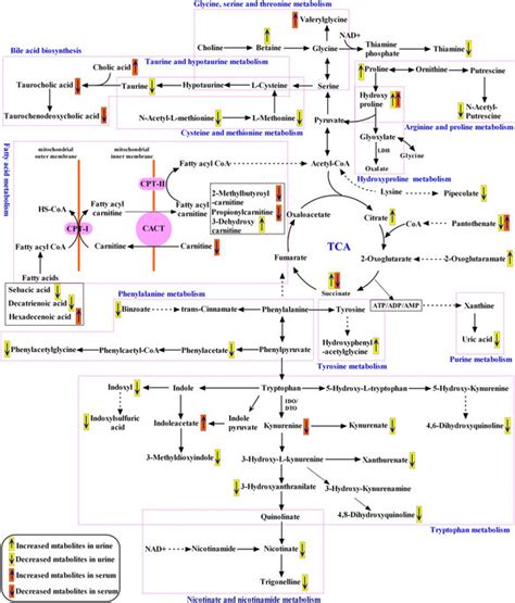 Metabolic Pathways Related To The Differential Metabolites Identified